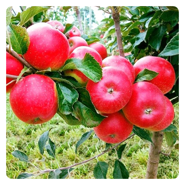 Apples on a tree