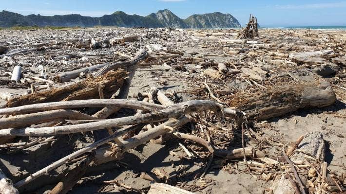 Lots of driftwood on a beach